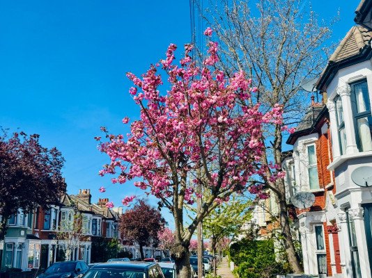 ইংল্যান্ডে চেরী ফুলের সৌন্দর্য